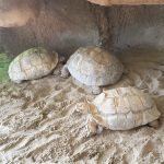Sporenschildpad schildpadden gevangenschap